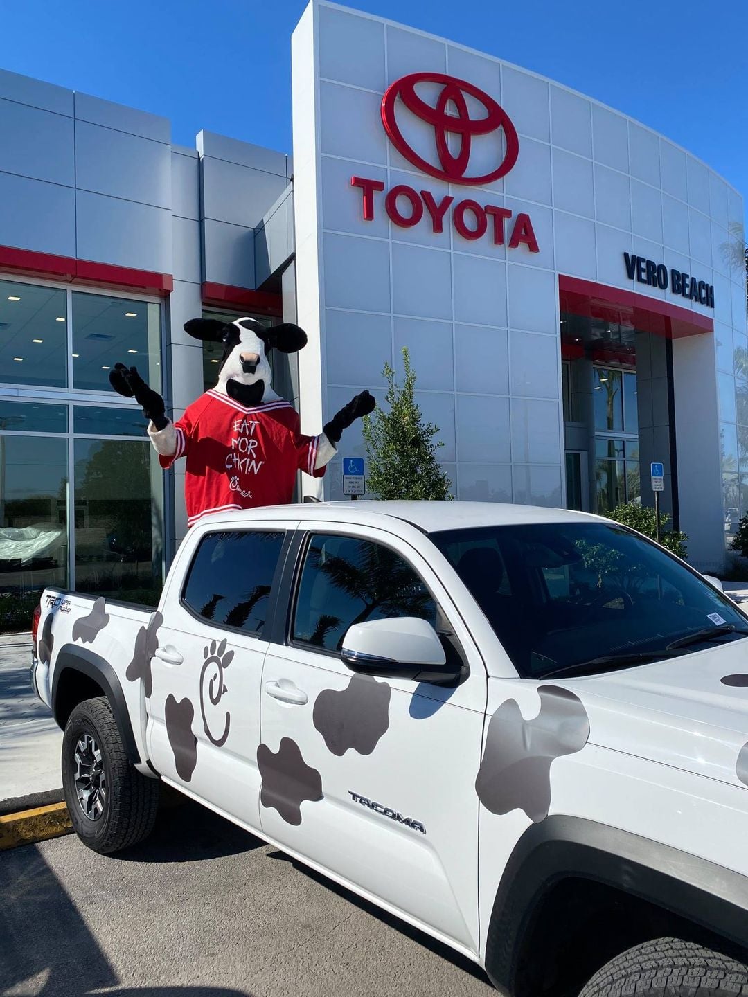 Chik-fil-a cow stands in the bed of a Toytoa Tundra pick up truck at Vero Beach Toyota to announce the opening of the Chik-fil-a cafe